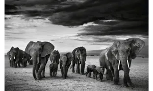 FAMILY