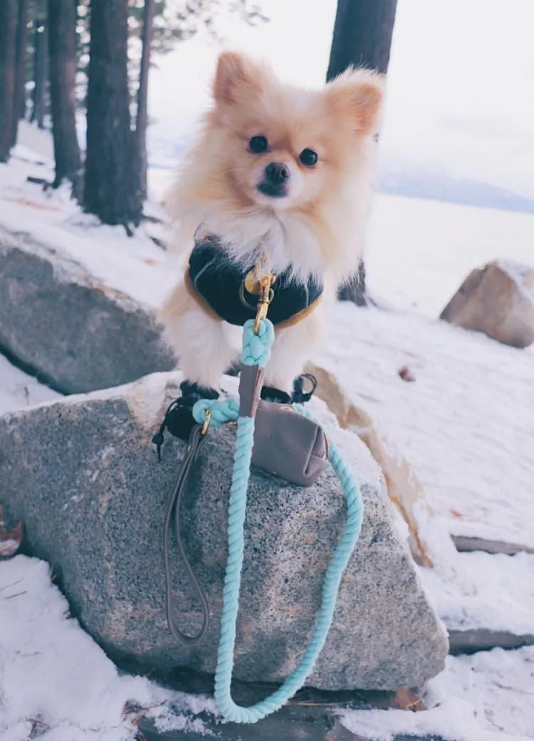 LEASH - DESERT MINT