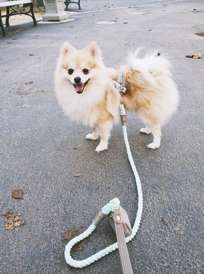 LEASH - DESERT MINT